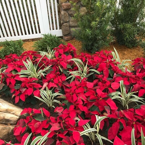 Heartwood Creek by Jim Shore LED Lighted 2017 Christmas Santa Hat 4060107 - Picture 11 of 11